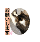 長毛マンチカン ぶらん 2（個別スタンプ：3）