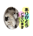 長毛マンチカン ぶらん 2（個別スタンプ：4）