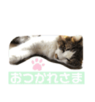 長毛マンチカン ぶらん 2（個別スタンプ：5）