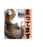 長毛マンチカン ぶらん 2（個別スタンプ：6）