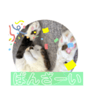 長毛マンチカン ぶらん 2（個別スタンプ：7）