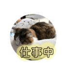 長毛マンチカン ぶらん 2（個別スタンプ：9）