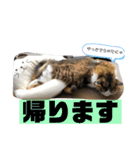 長毛マンチカン ぶらん 2（個別スタンプ：10）