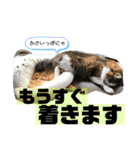 長毛マンチカン ぶらん 2（個別スタンプ：11）