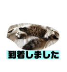 長毛マンチカン ぶらん 2（個別スタンプ：12）