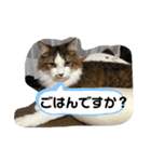 長毛マンチカン ぶらん 2（個別スタンプ：13）