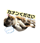 長毛マンチカン ぶらん 2（個別スタンプ：14）