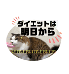 長毛マンチカン ぶらん 2（個別スタンプ：15）