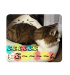 長毛マンチカン ぶらん 2（個別スタンプ：17）