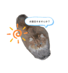 あんずねぇ〜さんの日常（個別スタンプ：4）
