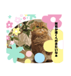 あんずねぇ〜さんの日常（個別スタンプ：8）