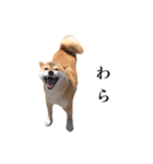 うちのまめふじ（個別スタンプ：1）