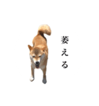 うちのまめふじ（個別スタンプ：4）
