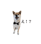 うちのまめふじ（個別スタンプ：5）