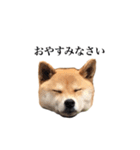 うちのまめふじ（個別スタンプ：6）
