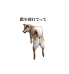 うちのまめふじ（個別スタンプ：8）