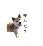 うちのまめふじ（個別スタンプ：9）