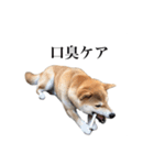 うちのまめふじ（個別スタンプ：10）