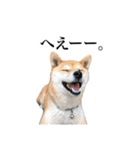 うちのまめふじ（個別スタンプ：12）