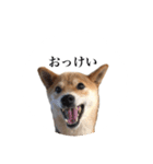 うちのまめふじ（個別スタンプ：13）