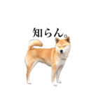 うちのまめふじ（個別スタンプ：17）