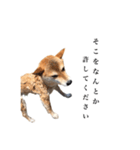 うちのまめふじ（個別スタンプ：18）