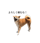 うちのまめふじ（個別スタンプ：19）