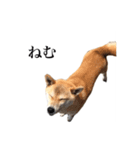 うちのまめふじ（個別スタンプ：20）