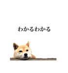 うちのまめふじ（個別スタンプ：24）
