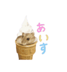 ハムスターのるびーさん 1（個別スタンプ：16）