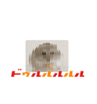 ハムスターのるびーさん 1（個別スタンプ：19）