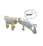 ヤギが好き（個別スタンプ：2）