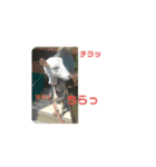 ヤギが好き（個別スタンプ：5）