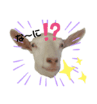 ヤギが好き（個別スタンプ：15）