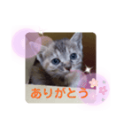 子猫の日常会話③（個別スタンプ：1）
