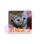 子猫の日常会話③（個別スタンプ：2）