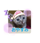 子猫の日常会話③（個別スタンプ：4）
