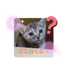 子猫の日常会話③（個別スタンプ：5）