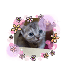 子猫の日常会話③（個別スタンプ：6）