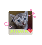 子猫の日常会話③（個別スタンプ：7）