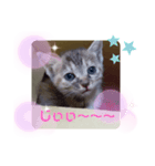 子猫の日常会話③（個別スタンプ：8）