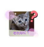子猫の日常会話③（個別スタンプ：9）