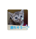 子猫の日常会話③（個別スタンプ：10）