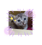 子猫の日常会話③（個別スタンプ：11）