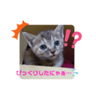 子猫の日常会話③（個別スタンプ：13）