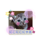 子猫の日常会話③（個別スタンプ：14）