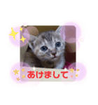 子猫の日常会話③（個別スタンプ：15）