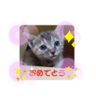 子猫の日常会話③（個別スタンプ：16）