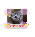 子猫の日常会話③（個別スタンプ：17）
