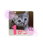 子猫の日常会話③（個別スタンプ：18）
